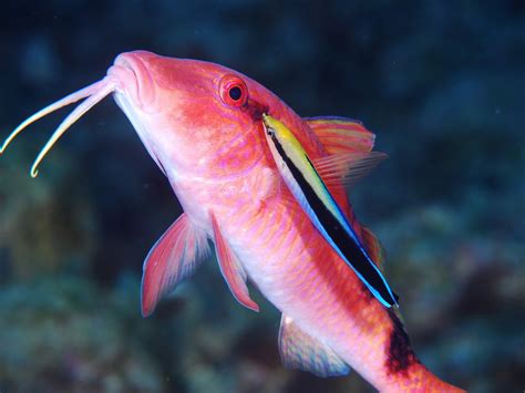 おばさん魚|「オジサン」とはどんな魚？特徴や名前の由来、おすすめの食べ。